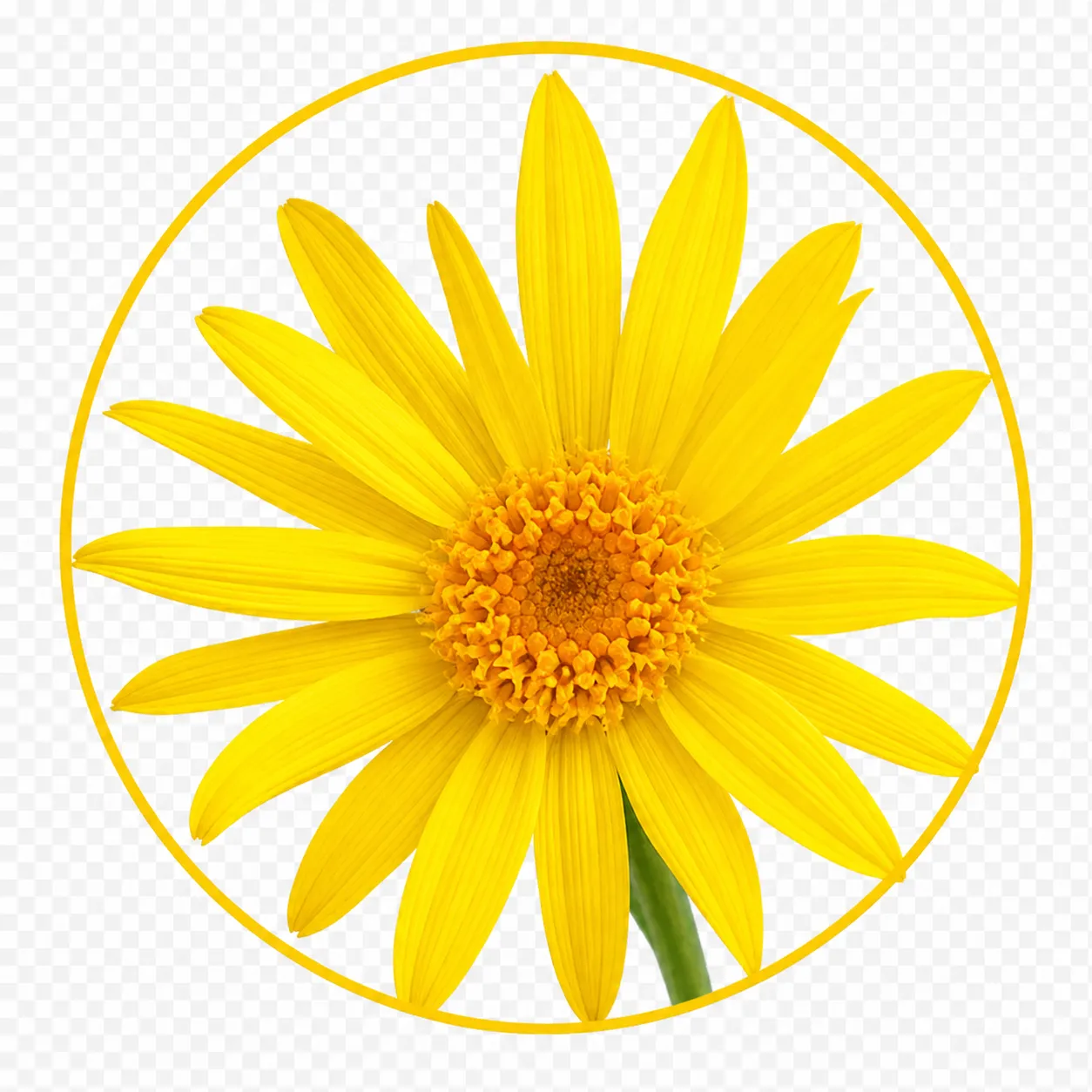 Arnica oil ingredient used in TheraWolf natural relief balm