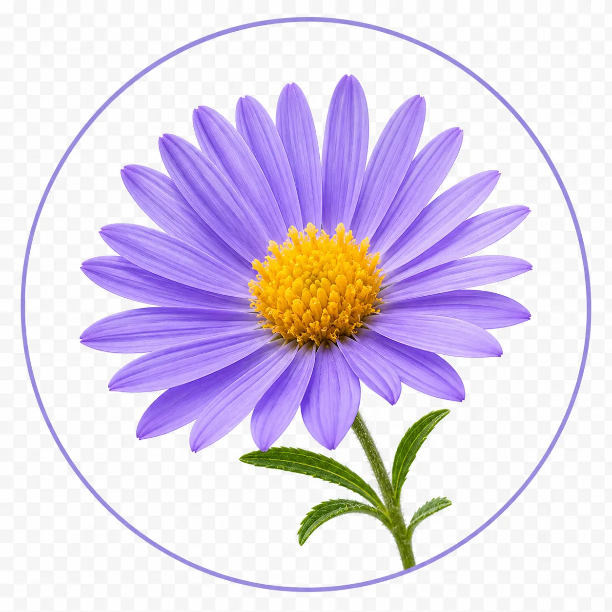 Blue chamomile extract ingredient used in TheraWolf relief balm