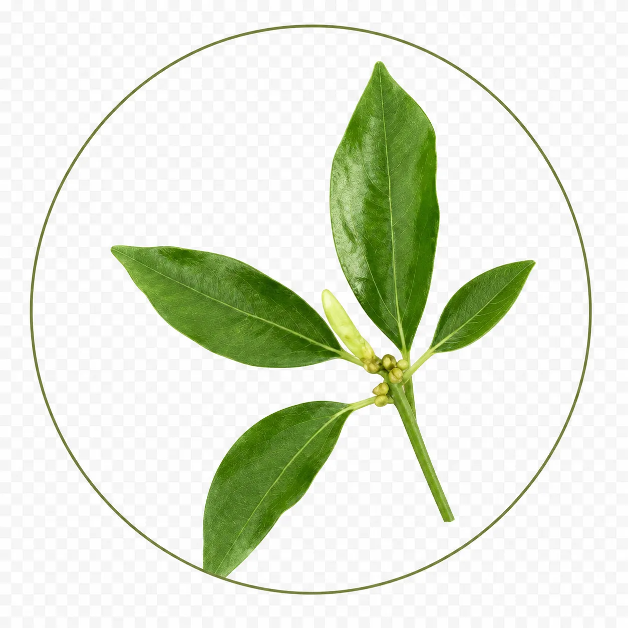 Camphor oil ingredient used in TheraWolf relief balm
