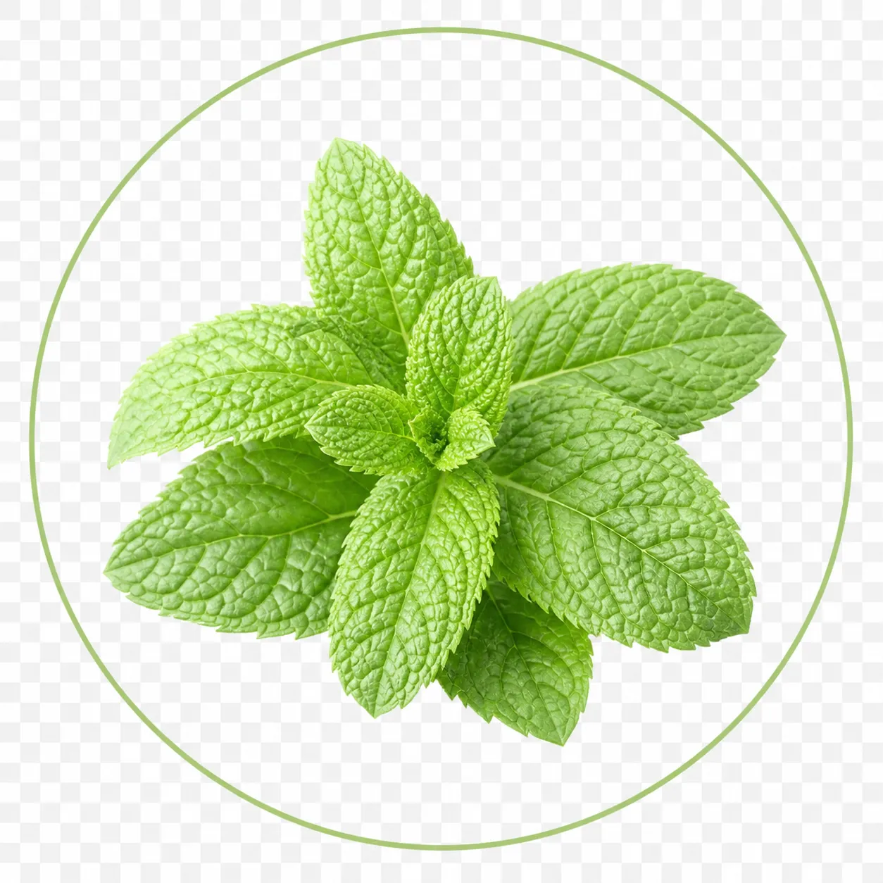 Peppermint oil ingredient used in TheraWolf natural relief balm